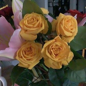 Meet your Posher, Barbara